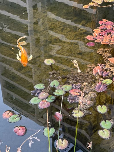 This is a top-down, high-angle, eye-level shot of a pond. The pond's bottom is a mosaic of light and dark green, possibly algae-covered stones or concrete. The water is clear enough to reveal the textured bottom. Scattered across the surface are numerous lily pads, some a vibrant green, others displaying a reddish-purple hue, indicating different species or stages of growth. A single, striking orange and white koi fish swims in the lower left quadrant of the image. Its body is elongated and streamlined, with flowing fins, and its scales shimmer under the light.

In the upper right and scattered throughout the pond, are areas of darker, rougher material, possibly mud or decaying vegetation, from which some of the lily pads emerge. Thin, green reeds or grass stalks pierce the surface of the water in the middle and right sections of the frame. The water reflects a striped pattern, suggesting the presence of an overhead structure, perhaps a trellis or slats, casting shadows on the pond's surface. A faint reflection of what appears to be architectural elements, like wooden beams or a roof structure, is also visible in the water.

The lighting suggests it is daytime, likely sunny, given the clarity of the water and the reflections. There are no people visible. The overall scene is serene and natural, depicting a tranquil aquatic environment. The location context provided is Givat Shmuel, Israel, which adds a geographical specificity to this natural scene. No visible text is present in the image.