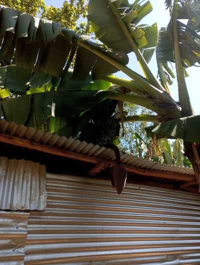 The scene, located in Isukha North ward, Kenya, depicts a mature banana plant (Musa genus) situated directly above a single-story structure. The plant features numerous large, green leaves, some exhibiting minor tears or sun damage. A cluster of green, unripe bananas is visible hanging from the plant, partially concealed by the foliage. Below the banana cluster, a dark reddish-purple banana blossom (heart) is suspended. The structure beneath consists of corrugated galvanized iron (CGI) sheets forming both the roof and a portion of the wall. The roof is composed of horizontally oriented CGI sheets supported by visible wooden beams. The wall section visible beneath the roofline is also clad with horizontally corrugated CGI sheets, with an additional smaller, horizontally corrugated metal sheet overlapping a section on the upper left. The sky overhead is clear blue, and additional green foliage from trees or bushes is visible in the background through gaps in the banana leaves. No people, specific actions, or interactions are visible.
