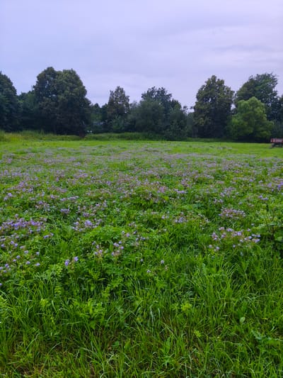 An outdoor, eye-level, vertical, medium shot captures a field dotted with purple wildflowers in Kosyaevo, Russia. The field extends from the foreground to a line of trees in the background, under a pale, overcast sky. In the far right background, a red agricultural trailer is visible. The overall scene is tranquil and natural.