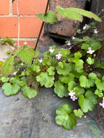 A close-up, eye-level shot captures a patch of vibrant green ivy-leaved toadflax (Cymbalaria muralis) growing in a crevice between brickwork and a grey stone surface. The plant features numerous small, delicate, pale purple and white flowers with yellow centers, some adorned with fine spiderwebs. The leaves are kidney-shaped and lobed, with some showing reddish edges. The background consists of textured, weathered orange bricks and darker, rougher stone. The scene is illuminated by natural light, casting soft shadows. The image was taken in Stoke-on-Trent, United Kingdom, likely in a garden or an urban setting where such plants commonly thrive on masonry. No people or animals are visible.