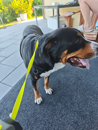 This image shows a tricolor Bernese Mountain Dog standing on a dark, textured surface. The dog is wearing a black harness with a bright yellow leash attached. The leash is prominently featured, extending from the dog and towards the bottom left of the frame, where part of a black and yellow object, likely a retractable leash handle, is visible.
The dog is looking to the right, with its mouth open and tongue hanging out, suggesting it might be panting or excited. Its fur is black, white, and tan, characteristic of the breed. The dog's paws are white-tipped.
In the background, there is a paved patio area with light-colored tiles. Beyond the patio, lush green foliage and trees are visible, indicating an outdoor setting. A white planter is also present in the background. Further back, a table and chairs, as well as some wooden furniture, are partially visible, suggesting a patio or backyard area. A person's legs and feet, wearing white slippers, are visible on the right side of the frame, seated on a wooden chair.
The lighting suggests it is daytime, possibly late afternoon, given the warm tones in the foliage. The overall setting appears to be a residential backyard or patio in Barntrup, Germany. There is no visible text in the image.