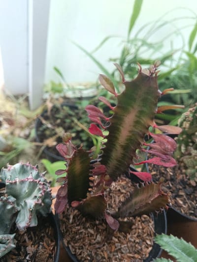 The image displays a close-up view of several potted succulents in Munyati, Zimbabwe. Dominating the center is a multi-stemmed succulent, characterized by dark green, ribbed stems with prominent reddish-brown margins and small, oval, reddish-pink leaves protruding along the ridges. This plant is situated in a black plastic pot filled with a substrate primarily composed of wood chips or bark mulch. To the left, a second succulent with a grayish-green, wavy or crested form, accented by reddish-pink tips and margins, is visible in a similar black plastic pot with the same substrate. The background is softly blurred, revealing additional green foliage, including taller, grass-like plants and other indistinct potted plants. A light-colored, vertical structure, possibly a wall or support, is present in the far left background. No people are visible, and no actions or interactions are depicted. The scene suggests a cultivated indoor or outdoor plant display.