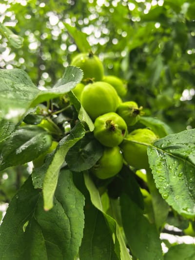 A close-up shot captures a cluster of small, green, unripe apples hanging from a branch, surrounded by lush green leaves. The leaves are wet, indicating recent rain or dew. The background is softly blurred, showing more green foliage and some bokeh effects from light filtering through the trees. The overall impression is one of natural growth and freshness. The image does not contain any information that can place it in Nikul'chino, Russia or any other specific location.