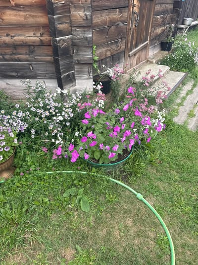 The image shows a close-up view of a rustic wooden building with a weathered door and steps leading up to it. The building's exterior is constructed of horizontal wooden planks, some of which are dark and aged, while others appear lighter. A decorative metal scrollwork adorns the wall next to the door. In front of the building, a variety of flowers are blooming, including white and pink asters and vibrant purple petunias in a large green pot. The flowers are interspersed with lush green grass and clover. A green garden hose is visible on the ground in the foreground, partially coiled and extending towards the right side of the frame. The scene appears to be an outdoor setting, likely a garden or yard adjacent to a rural or historic dwelling. The location is identified as Yabogan, Russia. There are no people visible in the image.