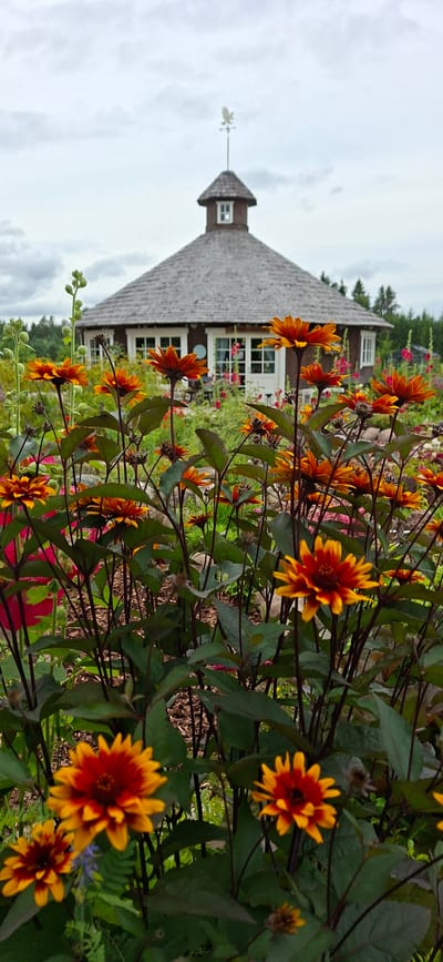 The image depicts a close-up view of vibrant orange and yellow flowers in the foreground, with a building in the background. The flowers are in full bloom, with their petals unfurled, and some are facing towards the camera. Their dark stems and leaves create a contrast with the bright colors of the blooms.
Behind the flowers, a building with a distinctive, steeply pitched, shingled roof is visible. The building appears to be made of dark wood, and it has several windows, some with multiple panes. A small dormer window is present near the peak of the roof, and a weather vane with a bird figure sits atop it. The building is nestled amongst lush greenery, suggesting a garden setting. The overall scene evokes a sense of natural beauty and tranquility. The lighting suggests it is daytime, and the cloudy sky implies potentially overcast weather. The location is identified as Pihali, Estonia. There is no visible text in the image.