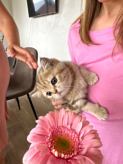 A young tabby kitten with large, blue-green eyes is held against a person wearing a bright pink t-shirt. The kitten is looking towards the camera, with its head tilted. A large pink gerbera daisy is positioned in the foreground, partially obscuring the kitten. To the left of the frame, another person's arm, wearing a pink garment, is reaching out towards the kitten. In the background, a dark chair and a television mounted on a white wall are visible. The flooring appears to be wood. The scene suggests a casual indoor setting. There is no indication of the city of Mokino, Russia in the image.