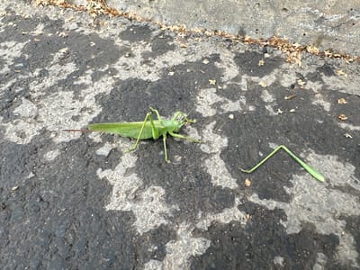 A bright green grasshopper with long antennae and legs is on a dark, wet asphalt surface. The grasshopper is facing left and appears to be resting. To the right of the grasshopper, a detached grasshopper leg is also visible on the asphalt. The asphalt is uneven and has patches of lighter grey, indicating water or wear. In the upper portion of the image, a concrete surface is visible, with a scattering of dried leaves along the edge where it meets the asphalt. The scene is outdoors, and the lighting suggests it is daytime. The location is specified as Danilovka, Russia, though the image itself provides no explicit visual cues to confirm this specific geographical context.