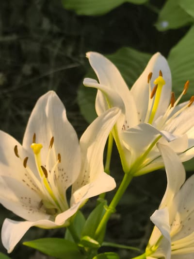 A close-up, vertical, outdoor photograph showcases several white lilies in bloom, illuminated by soft, golden light. The flowers are the primary subject, with their delicate white petals unfurling. The stamens and pistils are visible within the blooms, exhibiting yellow and brown hues. One lily is in focus in the foreground, while others are partially visible behind it and to the side, creating a sense of depth. The background is a blur of dark green foliage, suggesting a garden setting. The overall atmosphere is serene and natural. The image does not depict any specific location within Dobrogea Veche, Moldova, nor does it show any people or indicate any particular action or interaction.
