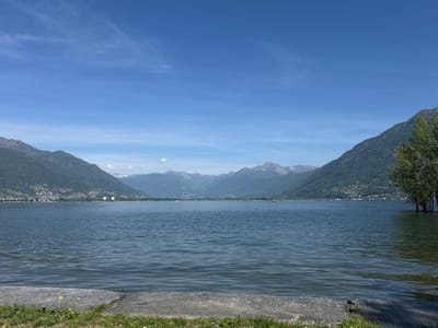 The image captures a serene view of Lake Maggiore from Locarno, Switzerland. The lake's calm surface reflects the surrounding landscape under a clear blue sky with scattered clouds. Two mountain ranges frame the lake, with a small town visible on the slopes of the left range. Patches of snow can be seen on distant mountain peaks. In the foreground, a concrete embankment is partially covered with grass and small yellow flowers. To the right, trees grow near the shoreline with their lower trunks submerged in the water. No people or animals are visible.