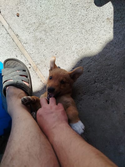 An overhead, full-body shot shows a brown puppy playfully biting a person's finger. The puppy is lying on a textured, gray concrete surface. To the left, a worn, dark gray sandal is visible, with a person's bare leg and foot positioned inside it. The person's other hand is reaching towards the puppy. The environment appears to be outdoors, possibly in a backyard or alleyway, given the concrete and scattered debris. Sunlight casts a shadow from an unseen object onto the concrete surface. The specific location in Oleksandriia, Ukraine cannot be determined from the visual information alone.