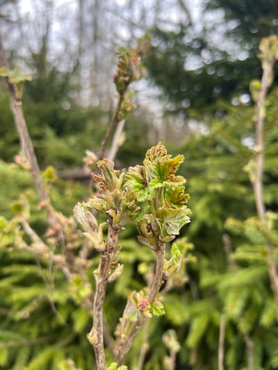 This close-up image captures a plant branch in the early stages of spring growth. The central subject is a woody branch with numerous newly unfurling leaves and small buds, primarily light green with hints of reddish-brown, indicating fresh development. Some of the leaves are still tightly folded, while others have begun to open, revealing their delicate textures. Small clusters of reddish-brown buds or developing flowers are also visible along the branch.
The background is heavily blurred, creating a shallow depth of field. This bokeh effect shows indistinct green foliage, consistent with evergreen trees or bushes, behind the main branch. A very bright, highly defocussed area occupies the upper left portion of the background, likely representing an overcast sky or distant light source. The natural lighting suggests daytime. No human activity or visible text is present. The image conveys a sense of renewal and the beginning of the growing season in an outdoor setting, specifically in Ильинская Поляна Снт, Russia.