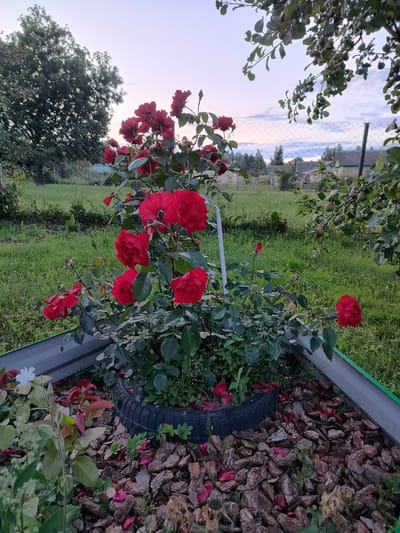 The image depicts a close-up view of a vibrant red rose bush in a garden setting, likely in the Пліскі сельскі Савет, Belarus. The roses are in full bloom, with multiple clusters of deep red petals. The bush is planted within a raised garden bed lined with metal, and the surrounding ground is covered with wood chips and fallen rose petals. A discarded tire is visible forming part of the planting enclosure. In the background, lush green grass and a variety of trees are present, suggesting a rural or suburban environment. A fence runs across the middle ground, separating the garden from what appears to be fields or more distant vegetation. The sky above is a soft gradient of light blue and pink, indicating either dawn or dusk. No people are visible in the scene.