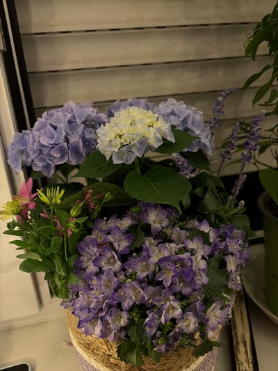 A close-up, eye-level shot shows a woven basket filled with a variety of blooming flowers, predominantly in shades of purple and blue, with a cluster of pale yellow hydrangea in the center. The flowers are arranged densely, creating a lush display. Among the prominent purple blooms are bell-shaped flowers and taller, spiky purple flowers. There are also some pink and lime-green flowers peeking out from the lower left. The background consists of horizontal, pale blinds or louvers, suggesting an indoor setting, possibly a window or a screened area. The lighting is dim, casting soft shadows. The basket itself is a natural, woven material with a decorative purple ribbon around its rim. The overall scene appears to be an arrangement of cut flowers or a potted plant display. The location is the city of Münster, Germany.