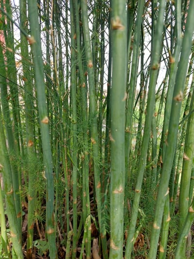 In Shpychyntsi, Ukraine, a dense thicket of asparagus plants fills the frame. The image is dominated by the vertical lines of numerous green stalks, varying in thickness and height, clustered together. The stalks are mostly smooth, with some showing subtle textures and nodes. Small, light brown scale-like structures are visible at intervals along the stalks, appearing as remnants of buds or bracts. Interspersed among the thicker stalks are finer, feathery fronds, which are lighter green and create a softer, more delicate texture. These fronds appear to be the mature foliage of the asparagus plants. The background is a blur of lighter greens and whites, suggesting an outdoor setting with soft, diffused light. Some dry brown debris is visible at the base of the plants, indicating the ground level. There are no people or animals present in the image. The overall impression is one of natural growth and the lushness of a garden or field.