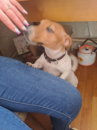 The scene is an indoor environment in the city of Bolshaya Elhovka, Russia, featuring a partial view of a person and a dog. A human left hand, displaying a ring with a clear stone on the ring finger and nails with a pink-tipped French manicure, is positioned in the upper left quadrant. Below the hand and extending across the lower left and central frame is a portion of a human leg clad in blue denim jeans. A small, short-haired dog, predominantly white with light brown markings on its head and ears, is standing on its hind legs to the right, wearing a dark brown collar with a silver-colored D-ring. The dog's head is turned toward the human hand, indicating an interaction, possibly sniffing. Its facial features are slightly blurred, suggesting motion. The background features a light-colored wooden floor and indistinct items. To the right of the dog, on the floor, an off-white enamel kettle with an orange lid and a faint floral pattern is visible. An overhead wooden surface, likely a table or desk, is partially visible above the dog's head.