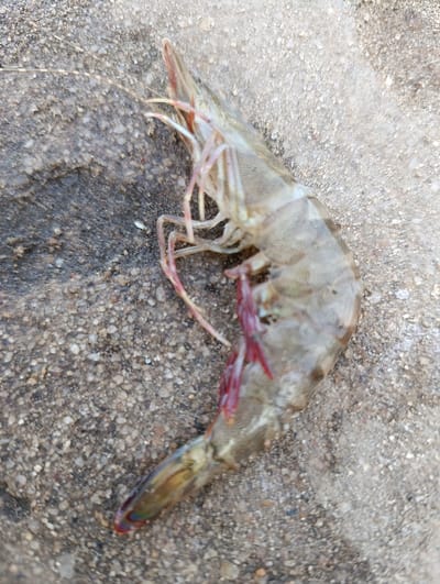 A single shrimp specimen is depicted resting on a granular, light-colored surface resembling sand or fine gravel. The shrimp measures approximately 15-20 centimeters in length and is oriented diagonally across the frame, with its head pointing towards the upper left. Its carapace displays a mottled grey-green coloration with subtle darker banding along its segmented body. Visible appendages include a pointed rostrum, long slender antennae, and numerous pereiopods and pleopods, some of which exhibit a reddish hue. The telson and uropods forming the tail fan are intact, showing hints of iridescent blue and yellow. The background consists uniformly of the coarse, light-brown to grey granular material. No other subjects, objects, actions, or interactions are present. The scene is located in Vanga, Kenya.