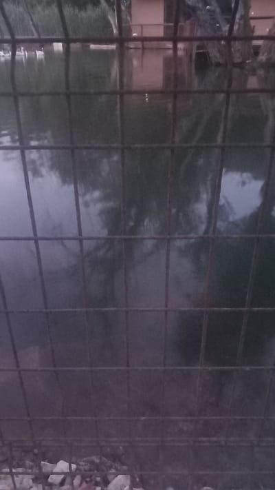 The image depicts a body of water, likely a canal or river, viewed through a metal fence. The water surface reflects trees and a building with a reddish-brown facade. In the upper left portion of the image, several white objects, possibly ducks or swans, are visible on the water. The lighting suggests it is either dawn or dusk. The presence of a fence indicates a restricted or protected area. The location is identified as Oliveira do Bairro, Portugal.