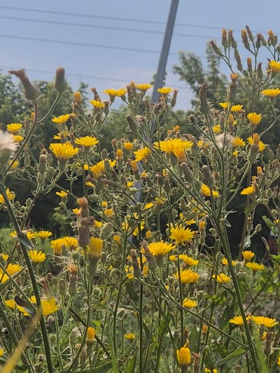 The image depicts a close-up, outdoor view of a cluster of yellow wildflowers with slender green stems and buds. The flowers are predominantly in bloom, showcasing their bright yellow petals. Some buds are also visible, in various stages of development, some appearing elongated and brownish. The background consists of blurred green foliage and a pale blue sky with faint horizontal lines, possibly power lines. A gray pole is visible on the right side of the image, extending upwards. The scene suggests a natural or semi-natural setting, likely an uncultivated area within or on the outskirts of the city of Novoishimskoe, Kazakhstan, given the context. There are no people or specific actions depicted in the image, only the flora and environmental elements.