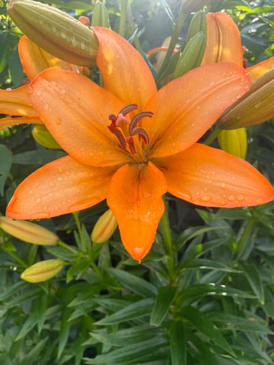 An orange lily flower, glistening with water droplets, is the primary subject of this close-up, eye-level outdoor photograph. The flower, with its prominent stamens and pistil in the center, is surrounded by green foliage and several lily buds. The sun is shining, creating bright highlights on the petals and water. The image does not contain any people or indicate any specific location within Otyakovo, Russia. The scene is a natural garden setting.