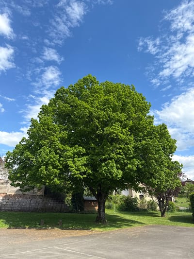 The image depicts a large, full tree with vibrant green foliage against a bright blue sky with scattered white clouds. The tree appears to be situated near a paved area, likely a road or parking lot, with a grassy area and a stone wall behind it. In the background, hints of houses and more trees are visible, suggesting a residential area. The image is likely taken in the town of Manternach, Luxembourg.