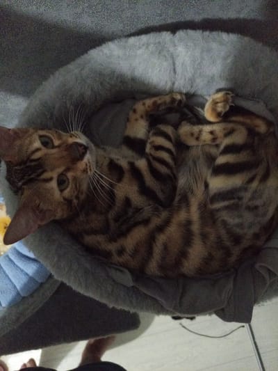A Bengal cat is the central subject of the image, curled up and resting comfortably in a plush, grey cat bed or a section of a cat tree. The cat has distinctive spotted and striped fur in shades of brown and black, bright green-gold eyes, and prominent white whiskers. It is looking upwards and slightly to the left, appearing alert or curious towards the viewer. Its paws are tucked close to its body as it rests.

The cat bed is soft and textured, likely made of faux fur or a similar material. To the lower left of the cat's head, a folded piece of soft, light blue fabric, possibly a blanket or towel, is partially visible. The wider shot of the scene reveals a light-colored floor, possibly laminate or tile, in the background. At the very bottom of the original image, parts of human feet are visible, indicating the presence of a person nearby, likely the photographer. A thin dark wire is also visible on the floor in the lower right section of the image.

The lighting suggests an indoor setting with no direct natural light, resulting in a somewhat subdued atmosphere. No text is visible. The scene captures a tranquil moment of a pet at rest in an indoor environment in Chulman, Russia.