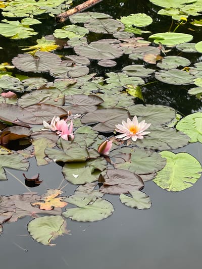 This is a medium-shot, overhead photograph of a pond filled with lily pads and water lilies. The pond is dark, reflecting some of the surrounding foliage. The lily pads are varied in color, with some being a vibrant green and others a deep purple-brown. Many of the pads have a textured appearance, with some showing signs of wear and tear.

There are two prominent water lilies in bloom. One is a pale pink with a yellow center, while the other is a lighter pink and appears to be partially closed. There is also a pink lily bud visible. Scattered among the lily pads are a few fallen leaves, some of which are yellow and brown, suggesting the season might be late summer or early autumn. A small, light-colored twig is also visible on the left side of the frame, partially submerged in the water.

The overall scene is tranquil and natural. The water is still, and the light suggests it is daytime, possibly late afternoon given the soft lighting. The location context provided is Sosnoviy Bor, Russia, which implies a natural outdoor setting, likely a park or garden pond. There is no visible text in the image.