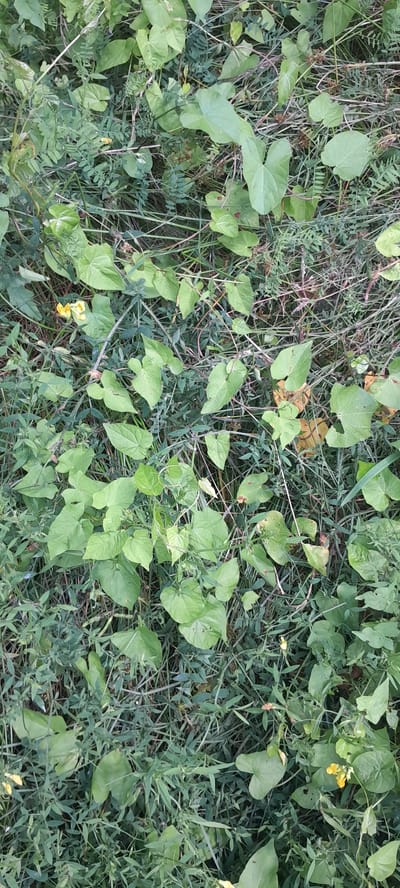 A close-up, top-down view captures a dense patch of ground cover vegetation, dominated by a variety of green leaves and thin stems. Heart-shaped leaves, some with distinct veins, are interspersed with smaller, more delicate foliage and thin, dry grass-like stalks. A few small, yellow flowers are visible, scattered amongst the greenery. The overall impression is one of wild growth and natural overgrowth. The image context provided by the user specifies the location as the city of Drohobych, Ukraine.