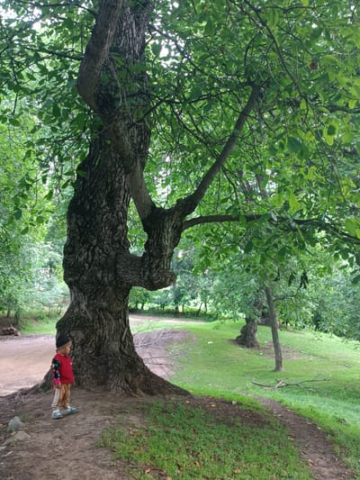 In the city of Жай-Терек, Kyrgyzstan, a young child stands on a dirt path next to a large, gnarled tree. The child, wearing a red vest over a patterned long-sleeved shirt, light-colored pants, and blue sandals, is facing away from the viewer, looking towards the tree's trunk. The tree itself has a thick, textured bark and several distinctive branches. The surrounding environment is a park-like setting with lush green grass, other trees in the background, and a gently sloping terrain. The lighting suggests it is daytime, with sunlight filtering through the dense foliage of the trees, creating dappled shadows.