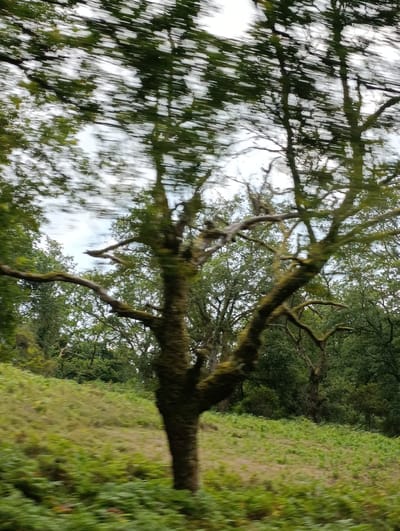 The image captures a blurred view of a natural landscape, likely taken from a moving vehicle. In the foreground, a gnarled tree trunk, covered in green moss, is prominently featured, with its branches extending upwards and outwards. The background consists of lush green vegetation, including ferns and trees, suggesting a rural or forested area. The sky above is overcast with blurred white and grey clouds. The motion blur indicates that the photograph was taken while the camera was in transit, creating streaks of light and color that give the scene a dynamic, impressionistic quality. This scene is characteristic of the Peneda-Gerês National Park, which is located within the municipality of Terras de Bouro, Portugal, a region known for its rugged natural beauty and abundant greenery.