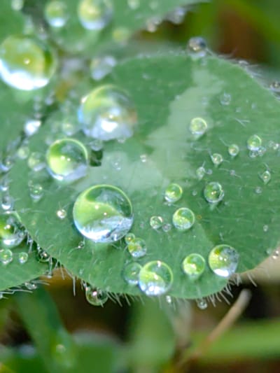 A close-up photograph depicts a three-leaf clover covered in dewdrops. The leaves are a vibrant green, and the water droplets vary in size, with several prominent, larger drops refracting the surrounding environment. The edges of the clover leaf are lined with fine hairs. The background is blurred, suggesting shallow depth of field. The location is unknown, and cannot be determined from the image. The city of Slatina, Bulgaria, cannot be confirmed from the provided information.