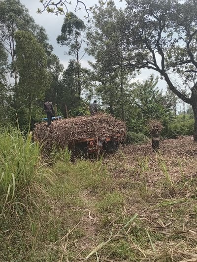 The scene depicts an outdoor agricultural setting in Butali Chegulo ward, Kenya, under a gray, partly cloudy sky. Three male individuals are present, engaged with a substantial load of harvested sugarcane stalks. Two men, wearing dark clothing, stand on top of a dark-colored vehicle heavily laden with sugarcane stalks. A third man, also in dark clothing, stands on the ground to the right of the vehicle, holding a bundle of sugarcane. The immediate foreground consists of uneven ground covered with green grasses, weeds, and scattered dry plant material, including sugarcane debris, with a narrow dirt path running through the center. The background is dominated by a variety of trees, including tall, slender trees on the left and a large, full-canopied tree on the far right.