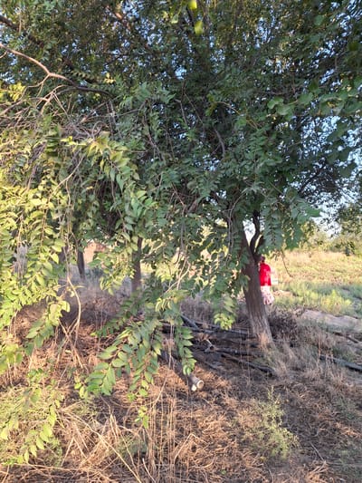 A person wearing a red shirt and a patterned skirt stands next to a tree trunk in an outdoor setting. The tree has dense green foliage and is casting shadows on the ground, which is covered with dry grass and fallen branches. The background shows a field with more vegetation and a clear blue sky. The scene appears to be in a rural area, possibly on the outskirts of Ko'kdala, Uzbekistan.
