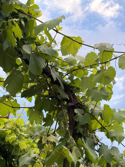 This is a low-angle, medium shot photograph of a grapevine against a blue sky with scattered white clouds. The foreground is dominated by lush green grape leaves, some with water droplets on them, which appear to be either dew or rain. The leaves are varied in size and shape, with many exhibiting serrated edges. The vine itself is thick and woody, with some smaller tendrils extending outwards. In the background, there are more green leaves and a hint of a tree line. The image was captured in Dachnoye, Russia.