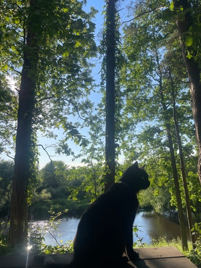 A black cat is silhouetted against a sunlit backdrop of trees and a river. The cat is sitting on a wooden surface, facing towards the right side of the image, looking out at the water. The scene is set in a natural environment with lush green foliage and a clear blue sky. The river flows gently, reflecting the sunlight. The location is Пратасевіцкі сельскі Савет, Belarus.