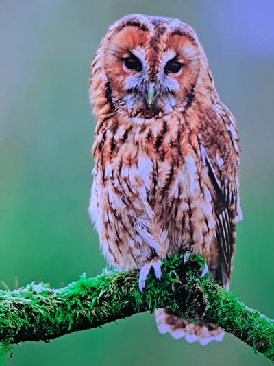 A close-up shot shows a tawny owl perched on a moss-covered branch. The owl has large, dark eyes, a light brown and white mottled plumage, and sharp talons gripping the branch. The background is a soft, out-of-focus green. This image was taken in Cēsis, Latvia.