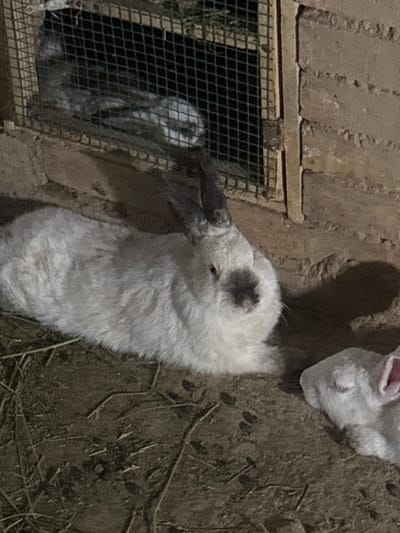 The image depicts an outdoor scene with three rabbits in what appears to be a rural setting, possibly a farm or backyard in Navobod, Tajikistan. In the foreground, a large white rabbit with grey markings around its face and ears is lying down on dirt and straw. Its eyes are open and it is looking towards the camera. To the right of this rabbit, another white rabbit is partially visible, also lying down with its head turned away. In the background, through a wire mesh enclosure, at least one more rabbit, appearing to be grey, is visible inside a wooden structure. The ground is a mix of dirt and scattered straw or hay, suggesting an animal enclosure. The lighting suggests it is either dusk or nighttime, or the area is dimly lit. The overall environment appears rustic and functional, likely a domestic setting for keeping rabbits.