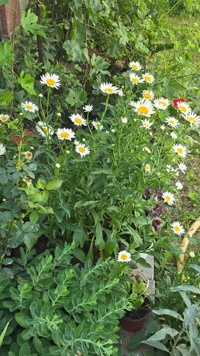 The image depicts a garden scene with several white daisy-like flowers in bloom, characterized by yellow centers. The flowers are clustered together, with green foliage and stems. In the foreground, there is a low-lying green plant with succulent leaves, and to the left, a rose bush with red leaves and wilted blooms. In the background, leafy vines and other greenery are visible. A small potted plant is visible towards the right of the image, and a section of a concrete block is also present. The scene is set outdoors, likely in a residential garden. There is no indication of the specific location within the city of Ақбұлақ, Kazakhstan.