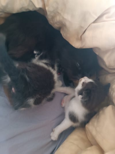 Two kittens, one black and white and another primarily black with white markings, are nestled together under a tan blanket. The black and white kitten is positioned closer to the viewer, facing upwards, with its head touching the nose of the larger black kitten, which is partially obscured by the blanket. The black kitten appears to be sleeping. The background consists of the tan blanket and a grey surface. The scene suggests a domestic setting, possibly a bedroom, and is likely located in Hlobyne, Ukraine, given the provided information. There is no indication of any criminal activity or forensic significance.