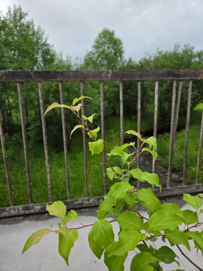 The image shows a close-up of a plant with vibrant green leaves and thin red stems. The plant is positioned in the foreground, partially obscuring a weathered metal grate with horizontal bars. Beyond the grate, a blurred background reveals lush green foliage, likely trees or bushes, under an overcast sky. The overall impression is one of nature and outdoor scenery, possibly in a park or a more natural, untamed setting. The lighting suggests it might be daytime, with the diffused light indicating cloudy weather. There is no visible text or human activity in the image. The orientation of the image is such that the plants and grate appear to be growing or positioned vertically relative to the viewer. The setting evokes a sense of peace and the quiet beauty of nature.