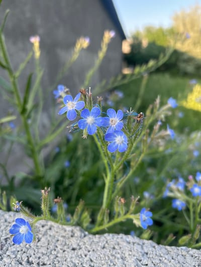 The image shows a close-up of small, blue flowers growing next to a gray, porous concrete structure. The flowers have five petals each, with a white or light-colored center. The stems of the flowers are green and somewhat hairy. The background is blurred, suggesting other vegetation and possibly a building in the distance. The image suggests the flowers are growing in an urban or suburban setting in the city of Mankent, Kazakhstan. There are no people in the image.