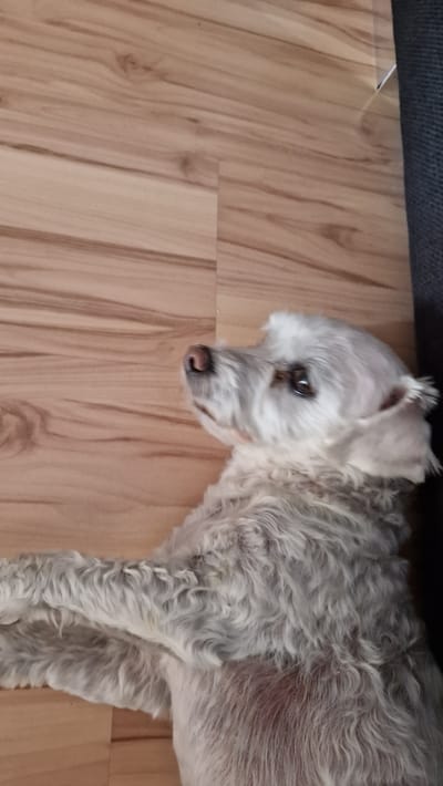 A small, white dog with curly fur lies on a light brown wooden floor. The dog's head is turned to the left, and its eyes are looking down. The dog's fur is slightly matted in some areas, and there is a reddish-brown stain on its back. The floor is made of wood planks, and there is a dark gray object at the top left of the image, possibly a couch. The lighting suggests daytime. The scene appears to be indoors, likely in a home. There is no visible text in the image.