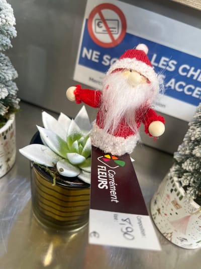 A close-up image depicts a retail display in Aiguilhe, France, featuring festive and botanical items on a reflective surface. The central subject is a small decorative Santa Claus figurine, approximately 10-12 cm tall, characterized by a red knitted pointed hat with a white pom-pom and trim, a fluffy white beard, a small beige nose, a red knitted body with white trim, and small wooden hands and feet.

This Santa figurine is positioned atop a vertical retail price tag. The tag's upper section is dark red, displaying a multicolored logo and the text "Carrement FLEURS." The lower, white portion of the tag shows "Vase:" and "Compositions: €7.90" printed in black, indicating a price.

To the left of the Santa figure, a succulent plant with pale green-white, fleshy, rosetted leaves, possibly an Echeveria, is contained within a small dark pot adorned with horizontal golden stripes. A minimal amount of green moss is visible on the soil surface. Further to the left and partially cropped from the frame is a small artificial Christmas tree, flocked with white "snow," planted in a light-colored pot decorated with subtle, light-toned patterns resembling houses and trees.

The entire arrangement rests on a highly reflective, light-colored metallic surface, consistent with a display counter, which shows blurred reflections of the objects. In the blurred background, a blue sign with a white border is visible. The sign prominently features a red circle with a diagonal line over a Euro currency symbol combined with a credit card icon, indicating that credit cards are not accepted. Partially visible French text below reads "NE SONT PAS LES CHÈQUES ACCEPTÉS" (Checks are not accepted) and "Merci de votre compréhension" (Thank you for your understanding).