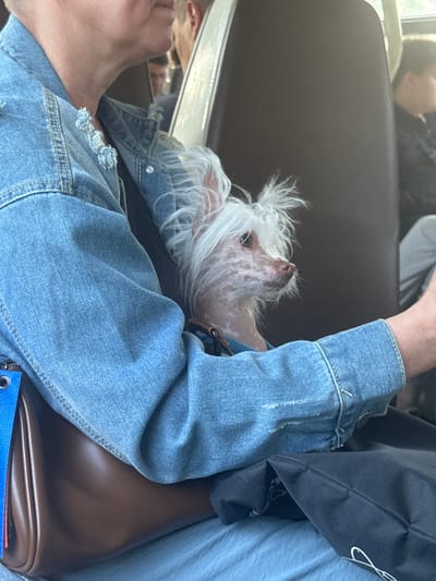 In Pesochny, Russia, a woman in a blue denim jacket is sitting on a bus, holding a small, white, mostly hairless dog in her arms. The dog, which appears to be a Chinese Crested, is looking to the right. The woman's left arm is visible, supporting the dog. In the background, a portion of another person's head and shoulder is visible. A brown purse is on the woman's lap, and a black bag is next to her. The scene appears to be taking place during the daytime, with light coming from a window.