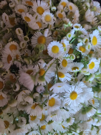 This media file is a close-up, top-down view of a large bouquet of small, white daisy-like flowers. The flowers have bright yellow centers and many delicate white petals. Some of the flowers are fully bloomed, while others are in various stages of development, with some appearing as closed buds. Green stems and some small green leaves are visible interspersed among the flowers, suggesting the bouquet is fresh. The lighting is natural and appears to be diffused, possibly indicating an overcast day or being indoors. The overall impression is of a natural, serene, and abundant display of wildflowers. There is no visible text, people, or specific setting cues beyond the flowers themselves. The location context of Kvitneve, Ukraine, suggests these might be local wildflowers. The image evokes a sense of natural beauty and simplicity.