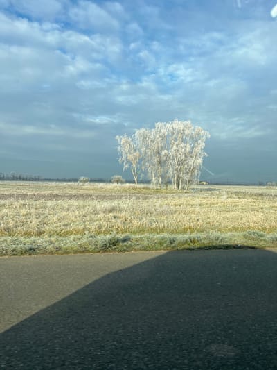 The image displays a winter landscape in Hœrdt, France, under a partly cloudy sky featuring blue patches and scattered white-grey clouds. The foreground consists of a dark asphalt road, across which a distinct, elongated shadow extends diagonally from the lower left toward the center-right. Adjacent to the road, a strip of frost-covered grass transitions into a large, flat field of light-colored, desiccated vegetation, uniformly coated in white rime frost. In the mid-ground, a cluster of approximately five to seven deciduous trees, appearing birch-like, stands densely covered in white rime frost. Several smaller, similarly frosted trees are dispersed within the field. A faint line of distant, bare trees marks the far horizon. No individuals or animals are visible, and no explicit actions are depicted. The scene indicates sub-freezing temperatures and clear winter lighting.