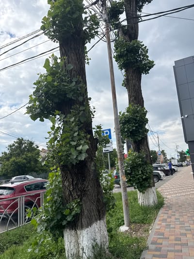 This media file depicts a street scene in Rozhdestvenskaya, Russia. The primary subjects are two large trees with whitewashed trunks, their branches extending horizontally across the frame and laden with green foliage. These trees appear to be situated along a sidewalk, as indicated by a paved walkway with a colorful, patterned surface. A building, possibly a commercial establishment, with a modern, grey facade, is visible in the upper portion of the image.
The scene is characterized by an overhead network of power lines and other wires, suggesting an urban or suburban environment. Several vehicles are present, including a red car with a prominent chrome railing and a white vehicle. A traffic sign with a blue parking symbol and directional arrows is also visible, along with another sign indicating a restricted area for vehicles. In the background, other buildings and trees can be seen.
The activity appears to be a static street view. There are no clearly discernible people engaged in any specific actions, although a figure in a blue jacket is partially visible near the white vehicle. The time of day is ambiguous, but the overcast sky suggests it might be daytime. The weather appears to be cloudy.
Notable details include the stark contrast between the whitewashed tree trunks and the dark bark of the branches, as well as the lush greenery of the leaves. The presence of the power lines and the variety of vehicles hint at a functional, lived-in urban space. The paving pattern of the sidewalk is also a distinct visual element. No legible text is apparent in the image.