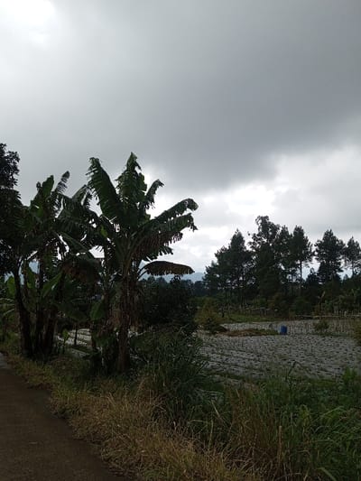 This image depicts an agricultural or rural scene in Kondha, India, under an overcast sky. The foreground on the left shows a segment of a dark-colored road or path, bordered by a strip of dry and green wild grasses. To the right of the path, a cluster of mature banana trees with large, dark green leaves dominates the left-midground, some leaves appearing torn or discolored. Beyond the banana trees, extending into the right-midground, is a cultivated field. The field's ground is covered in a light-colored material, possibly plastic sheeting, laid out in parallel rows, with small plants visible within these rows. A single blue barrel or container is present in the middle of this field. In the background, a dense line of tall, dark green coniferous trees forms a distinct horizon, with distant, hazy hills visible beneath the heavy, uniform grey clouds that fill the upper two-thirds of the frame. No individuals, animals, or specific actions are observed in the scene.
