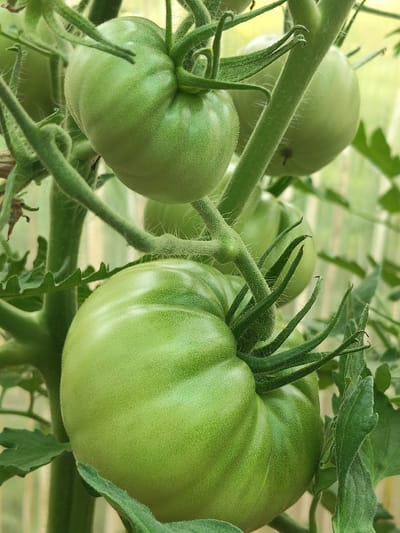 The image shows a close-up view of several unripe green tomatoes growing on a vine. The tomatoes are a vibrant green color and appear to be on a plant in a garden or greenhouse setting, likely in Венюково, Russia, given the contextual information. The foreground is dominated by a large, plump green tomato with visible ribs and a fuzzy texture. Several smaller green tomatoes are visible in the background, also attached to the vine by stems and surrounded by green leaves and fuzzy stems. The lighting suggests it is daytime, with soft light illuminating the produce. The overall impression is one of growth and natural cultivation.