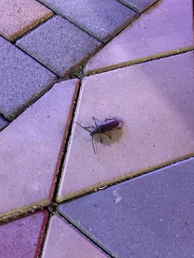 An insect, identified as a longhorn beetle, rests on a paving stone in Golubitskaya, Russia. The beetle, with its elongated body and prominent antennae, is positioned on a light-colored, textured stone. The surrounding paving stones exhibit varying shades of purple and pink, creating a mosaic-like pattern. The scene is captured from a top-down perspective, focusing on the beetle and its immediate surroundings.