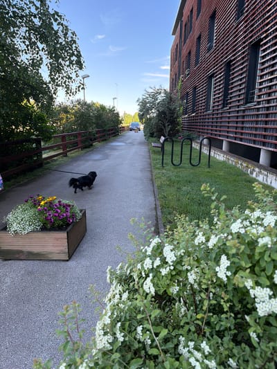 In the city of Tabasalu alevik, Estonia, on a paved pathway, a small black dog on a leash is being walked. To the left of the pathway, a wooden planter box is filled with white and purple flowers, with some yellow flowers also visible. Further down the pathway, trees and a red wooden fence line the left side. On the right side of the pathway, a modern brick building with a slatted facade stands. A green lawn with a black, wavy bicycle rack and a wooden bench is situated between the pathway and the building. The sky above is clear with a few wispy clouds.